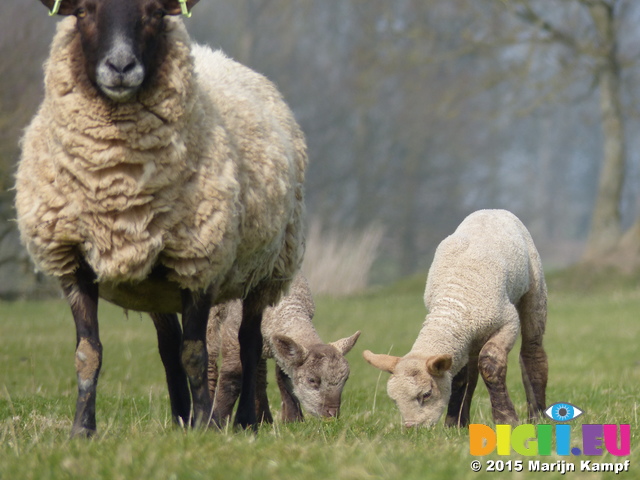 FZ012163 Lambs